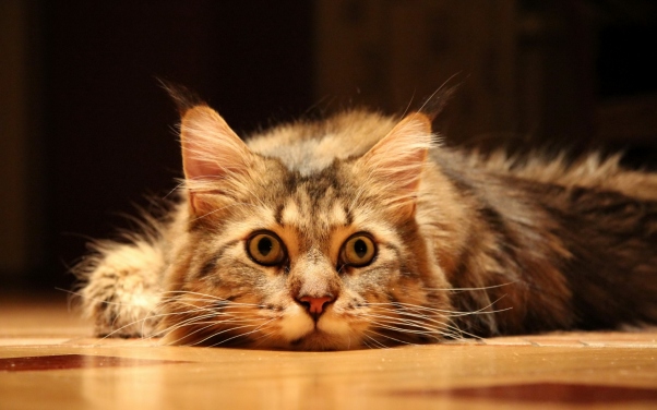 Одинокий кот