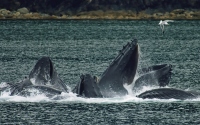 HD фото Whales bubble net feeding на рабочий стол