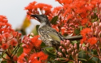 картинки wattlebird