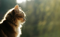 картинки хороший кот